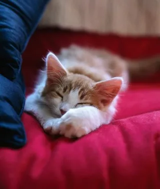 cattery-sunbury